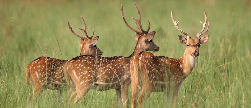 Jim Corbett National Park tour, Corbett National Park, jim Corbett tour package, Corbett safari booking, Jim corbett national park location
