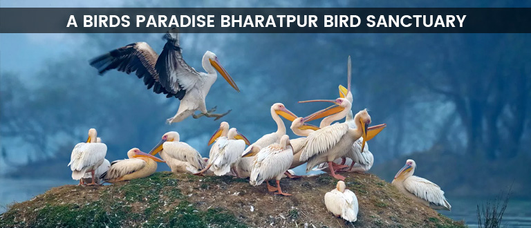Bharatpur Bird Sanctuary, Keoladeo National Park, Places to visit in Bharatpur, delhi to bharatpur bus
