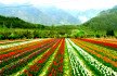 Srinagar tourism, srinagar tour package, places to visit in srinagar, srinagar trip, srinagar holiday packages