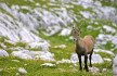 delhi to manali tour package, delhi to manali bus, delhi to manali, manali tour package from delhi