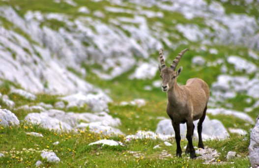 delhi to manali tour package, delhi to manali bus, delhi to manali, manali tour package from delhi