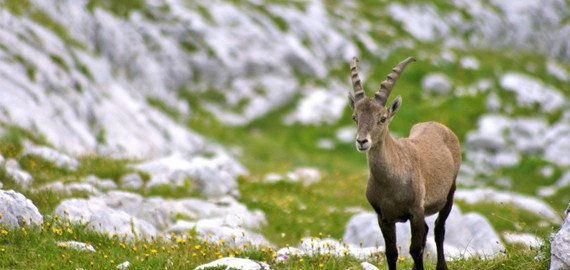 delhi to manali tour package, delhi to manali bus, delhi to manali, manali tour package from delhi
