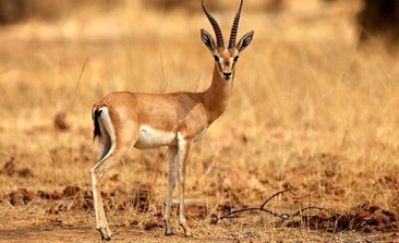 places to visit in jaisalmer, jaisalmer desert safari package, camp in jaisalmer, Desert National Park, ranthambore national park , golden haveli jaisalmer, delhi to jaisalmer bus