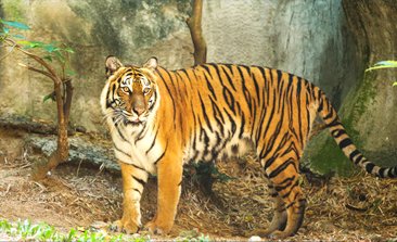 Mussoorie attractions, snowfall in mussoorie, nightlife in mussoorie, mussoorie trip from delhi, things to do in mussoorie, mussoorie sightseeing tour , delhi to mussoorie bus, delhi to mussoorie volvo, trekking in mussoorie, volvo bus booking, bus on rent, bus hire in delhi