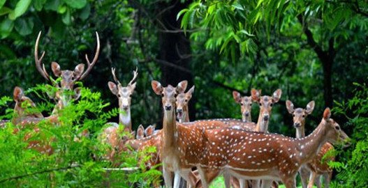 places to visit in nahan, delhi to nahan volvo, renuka lake in nahan, nahan sightseeing, best time to visit nahan, nahan hill station, nahan snowfall, sehgal transport service