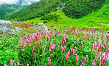 places to visit in auli, auli hill station, snowfall in auli, auli uttarakhand tour,auli snowfall time, auli in summer, auli snowfall season, delhi to auli volvo , auli tour packages from delhi, sehgal transport