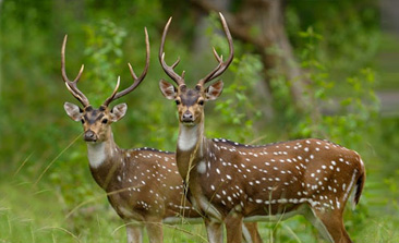 bharatpur bird sanctuary, bharatpur wildlife sanctuary, places to visit in bharatpur, bharatpur tourism, delhi to bharatpur bus, tempo traveller on rent, tata luxury bus, travel agency in delhi