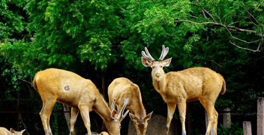 bharatpur bird sanctuary, bharatpur wildlife sanctuary, places to visit in bharatpur, bharatpur tourism, delhi to bharatpur bus, tempo traveller on rent, tata luxury bus, travel agency in delhi