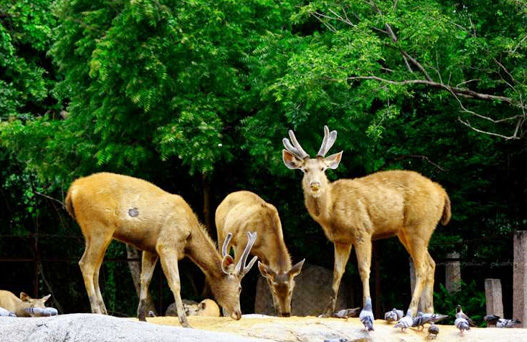 bharatpur bird sanctuary, bharatpur wildlife sanctuary, places to visit in bharatpur, bharatpur tourism, delhi to bharatpur bus, tempo traveller on rent, tata luxury bus, travel agency in delhi