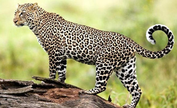 rajaji national park safari timings, wild animal park, jungle safari, rajaji tiger reserve, tiger in rajaji national park, tempo traveller on rent in delhi, bus on rent in delhi